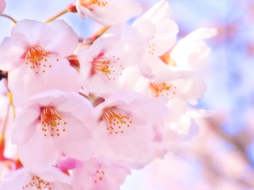 シーズン前に押さえておきたい「花」のこと ～その３～ 「使ってみたい！、美しい桜言葉（さくらことば）＜※造語＞